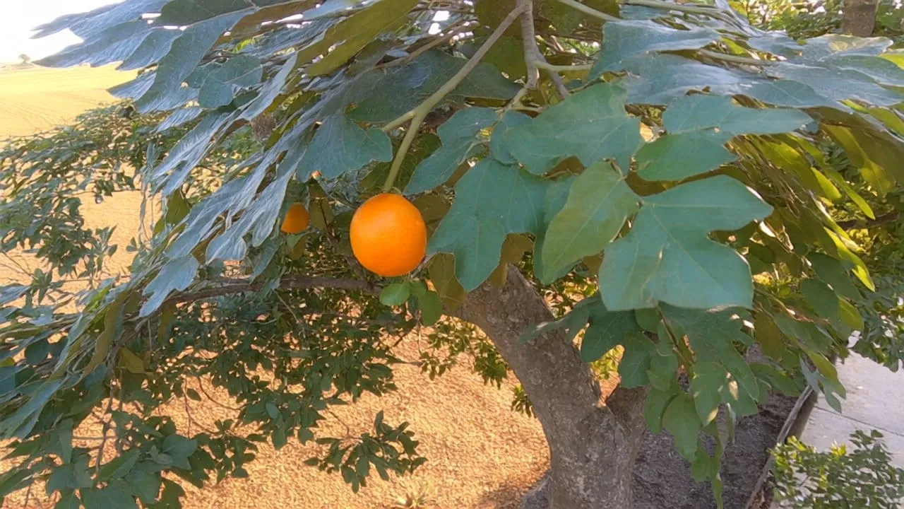 Aigen post-trained sim2real