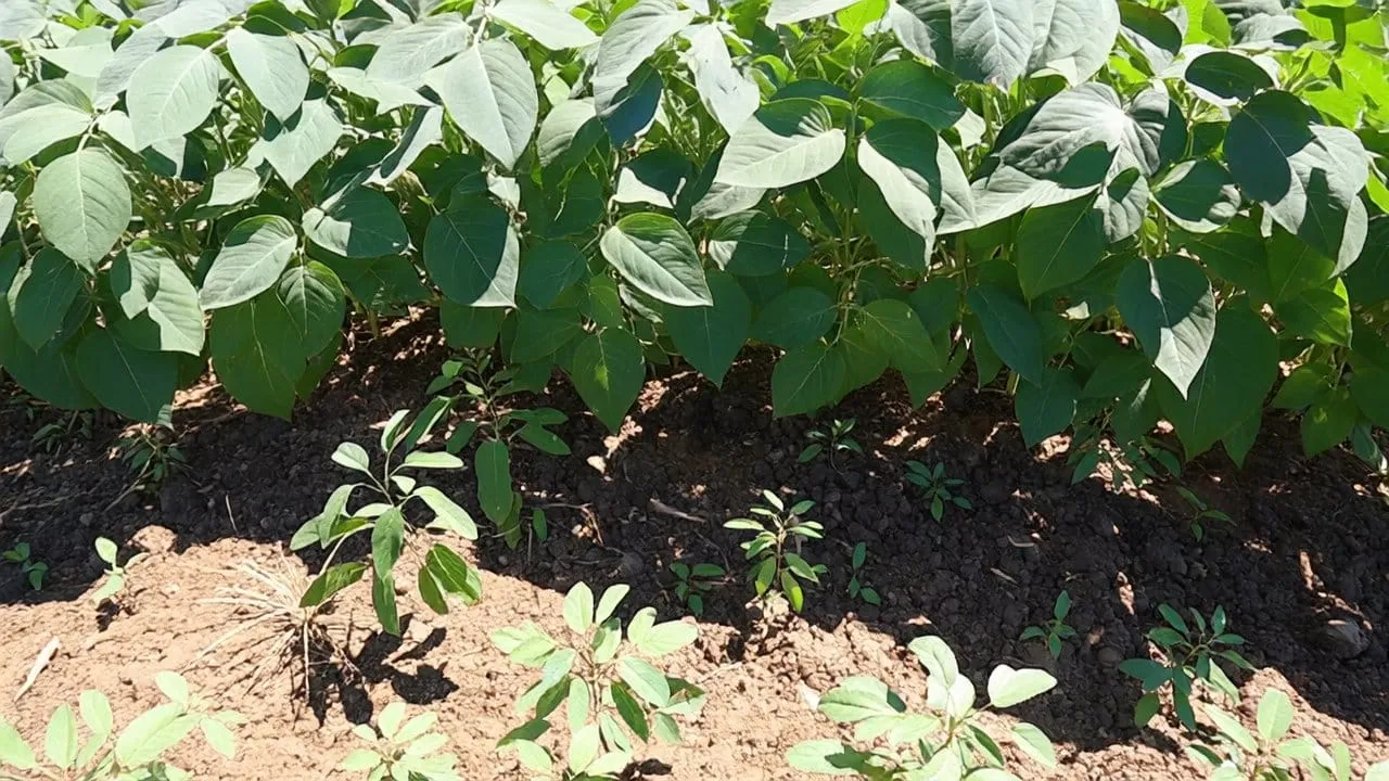 Healthy soybean rows, bright sunlight
